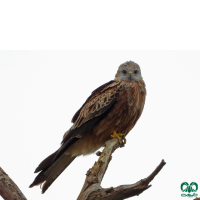 گونه کورکور حنایی Red Kite